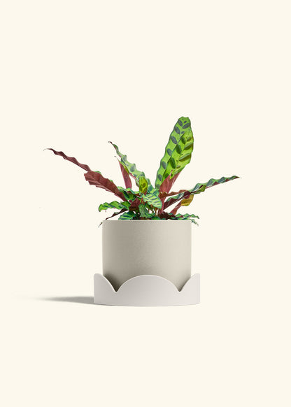 Calathea Rattlesnake in a 6 inches Oat Classic Cylinder Planter in a Oat Petal Drip Tray