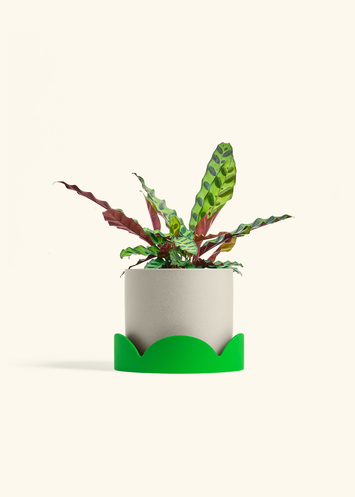 Calathea Rattlesnake in a 6 inches Oat Classic Cylinder Planter in a Shamrock Petal Drip Tray