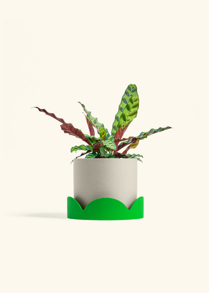 Calathea Rattlesnake in a 6 inches Oat Classic Cylinder Planter in a Shamrock Petal Drip Tray
