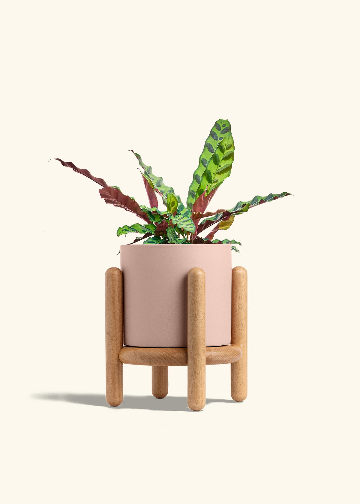 Calathea Rattlesnake in a 6 inches Pink Classic Cylinder Planter in a Beech Wood Stand