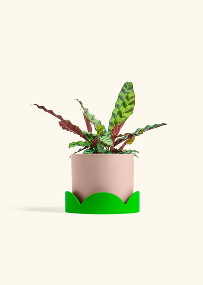 Calathea Rattlesnake in a 6 inches Pink Classic Cylinder Planter in a Shamrock Petal Drip Tray