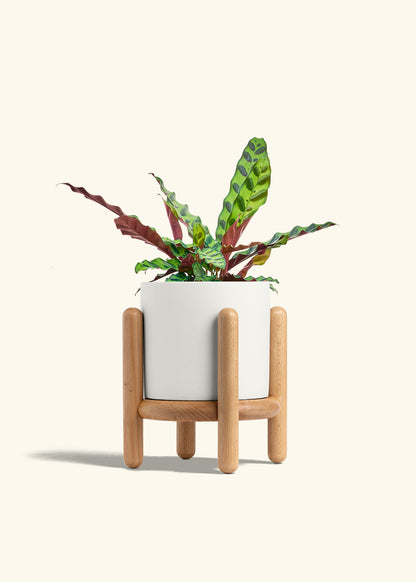 Calathea Rattlesnake in a 6 inches White Classic Cylinder Planter in a Beech Wood Stand