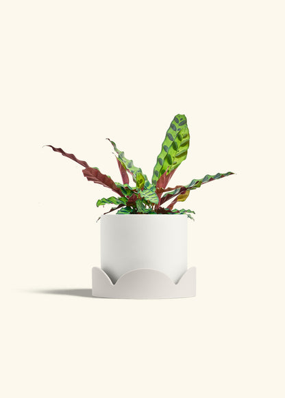 Calathea Rattlesnake in a 6 inches White Classic Cylinder Planter in a Oat Petal Drip Tray