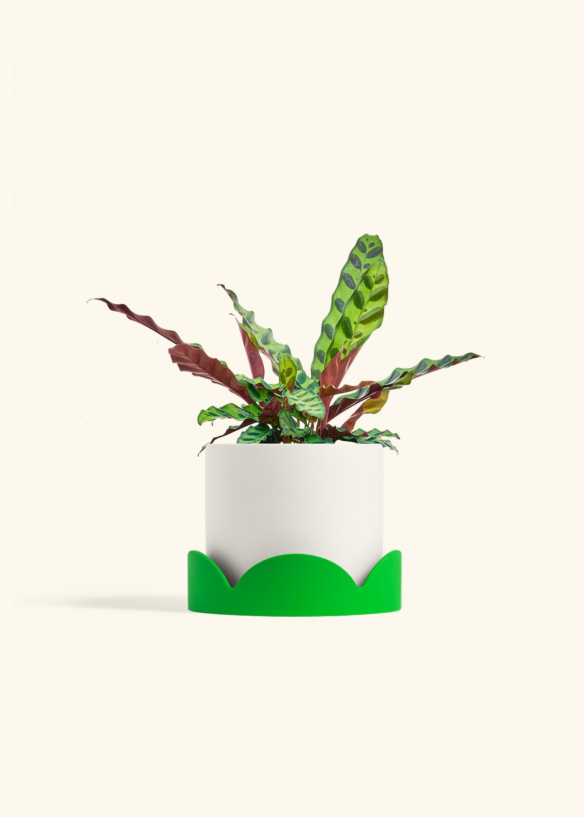 Calathea Rattlesnake in a 6 inches White Classic Cylinder Planter in a Shamrock Petal Drip Tray