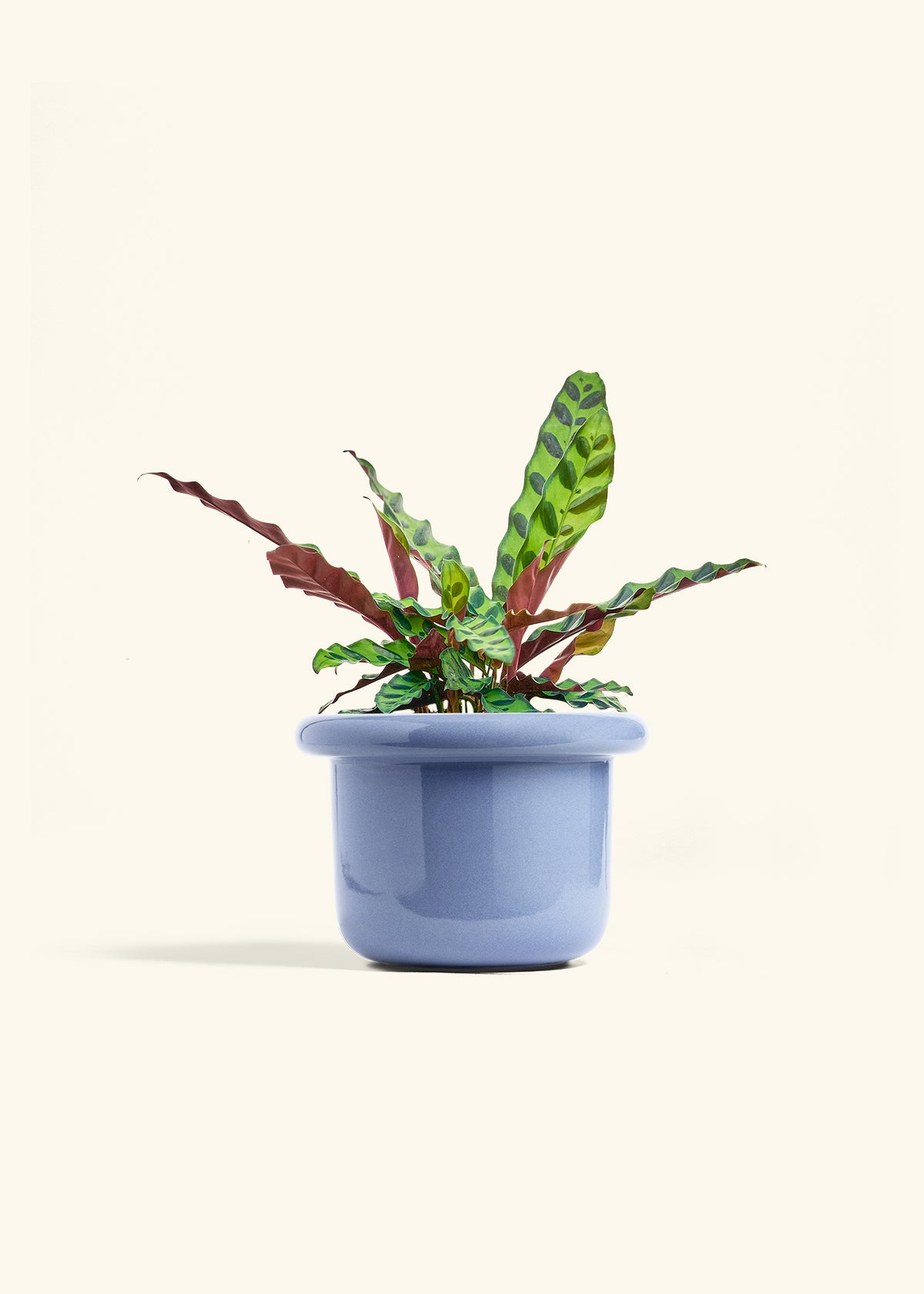 Calathea Rattlesnake in a 6 inches Fat Lip Blue Planter 
