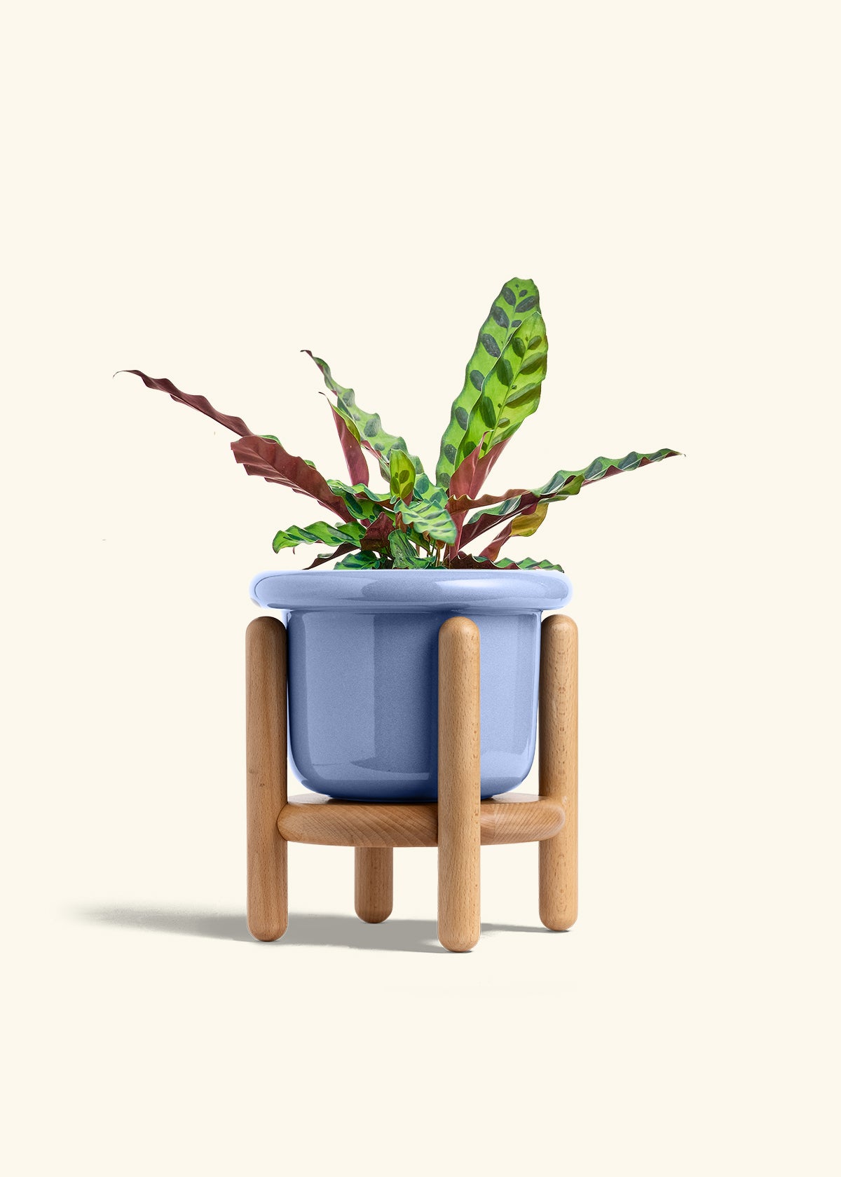 Calathea Rattlesnake in a 6 inches Fat Lip Blue Planter in a Beech Wood Stand