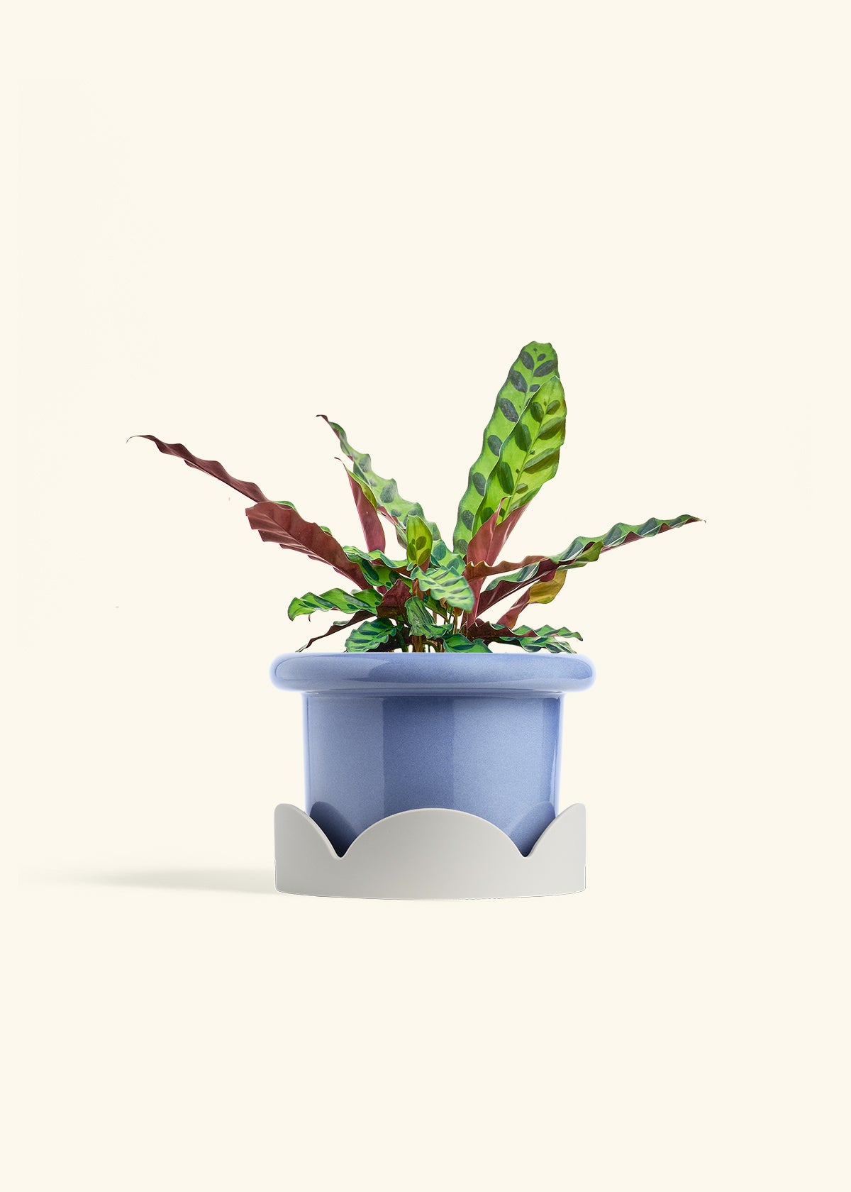 Calathea Rattlesnake in a 6 inches Fat Lip Blue Planter in a Oat Petal Drip Tray