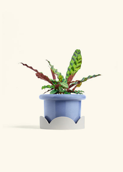 Calathea Rattlesnake in a 6 inches Fat Lip Blue Planter in a Oat Petal Drip Tray