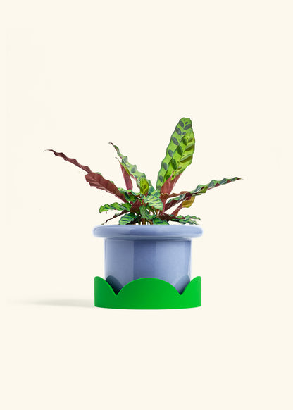 Calathea Rattlesnake in a 6 inches Fat Lip Blue Planter in a Shamrock Petal Drip Tray