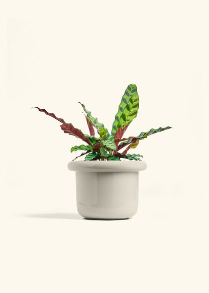 Calathea Rattlesnake in a 6 inches Fat Lip Oat Planter 