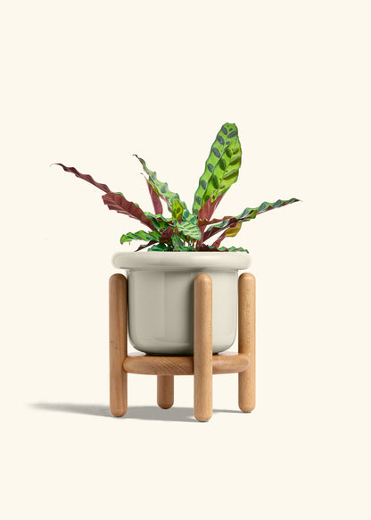 Calathea Rattlesnake in a 6 inches Fat Lip Oat Planter in a Beech Wood Stand