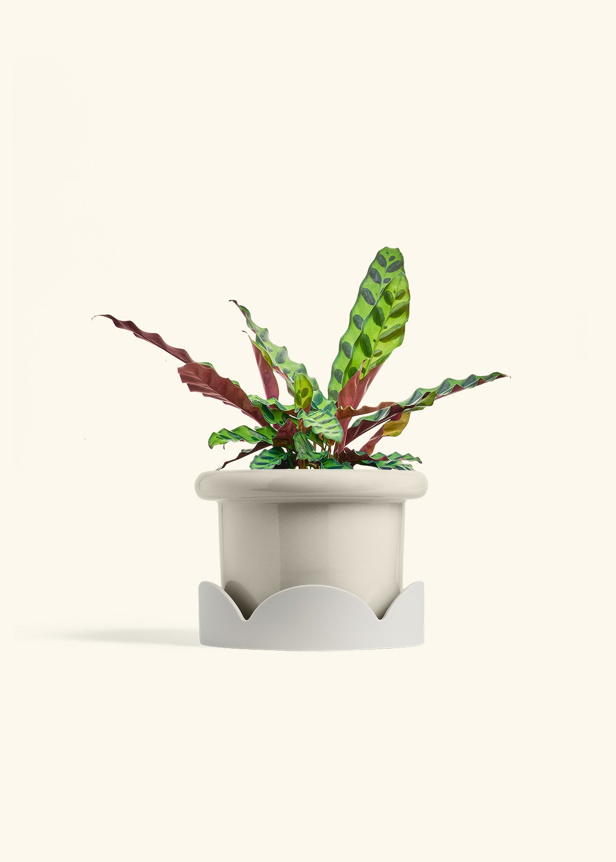 Calathea Rattlesnake in a 6 inches Fat Lip Oat Planter in a Oat Petal Drip Tray