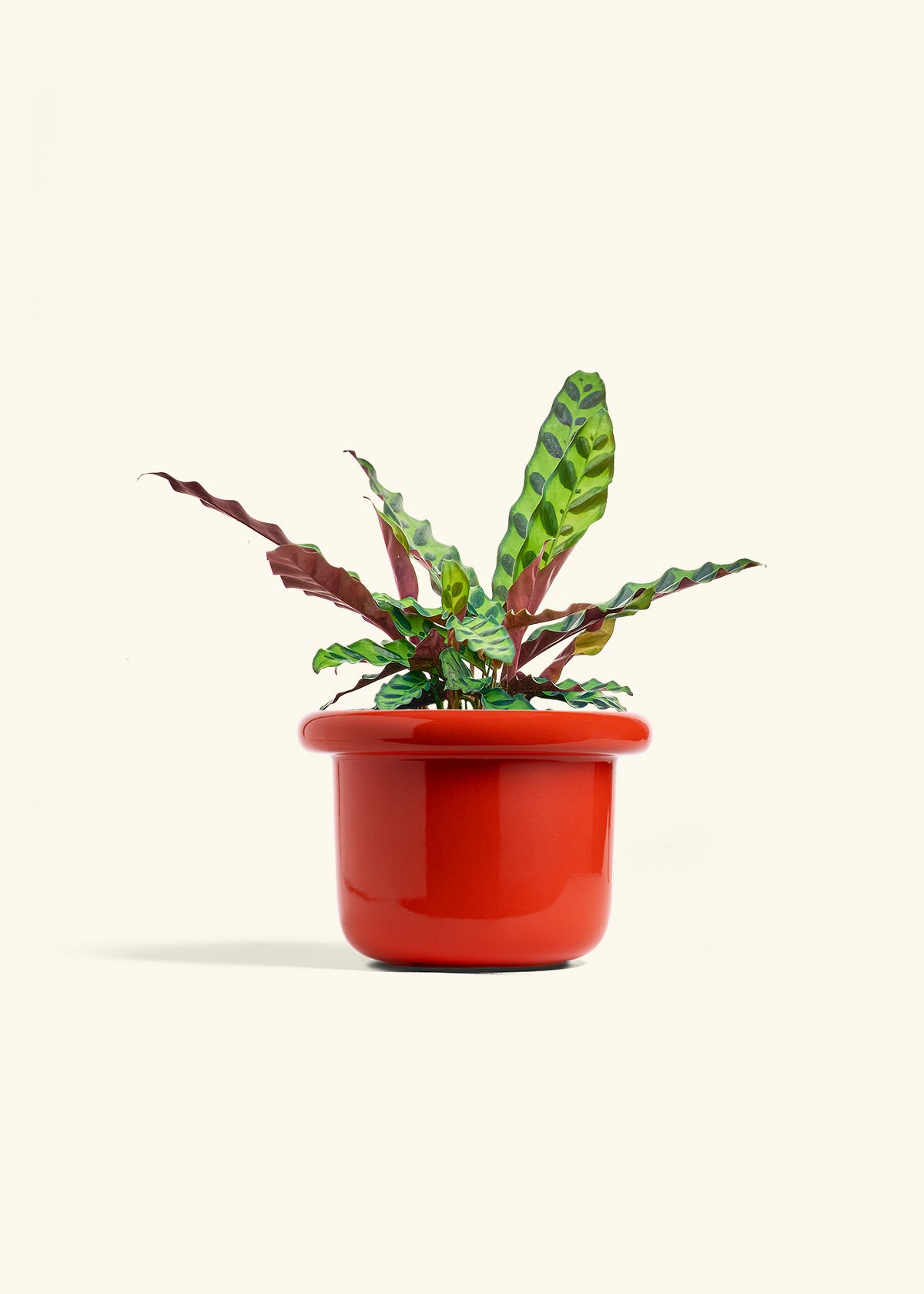 Calathea Rattlesnake in a 6 inches Fat Lip Red Planter 
