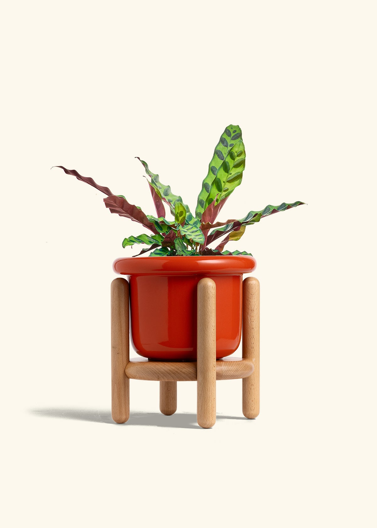 Calathea Rattlesnake in a 6 inches Fat Lip Red Planter in a Beech Wood Stand