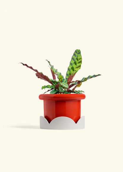 Calathea Rattlesnake in a 6 inches Fat Lip Red Planter in a Oat Petal Drip Tray