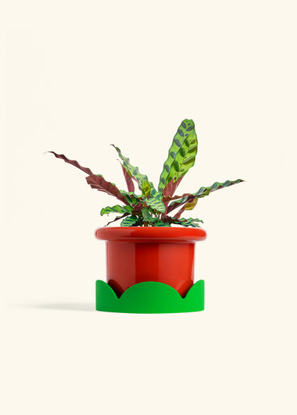 Calathea Rattlesnake in a 6 inches Fat Lip Red Planter in a Shamrock Petal Drip Tray