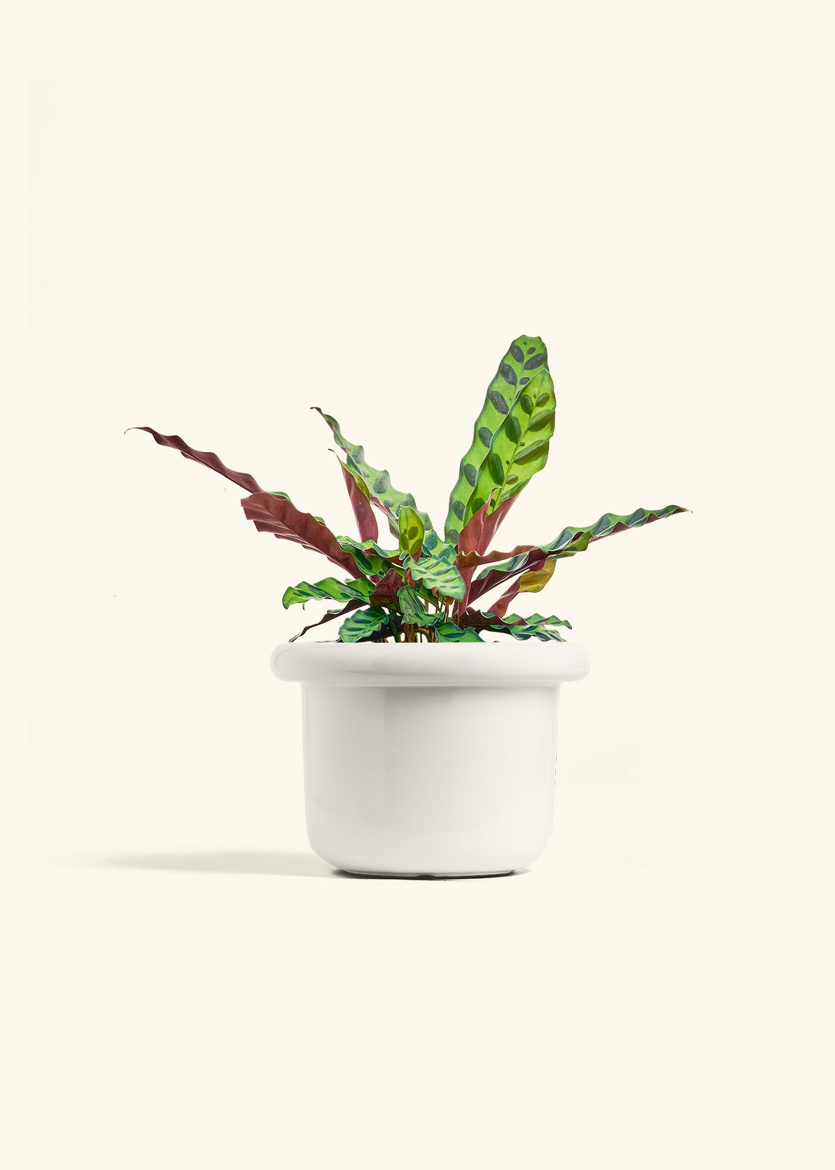 Calathea Rattlesnake in a 6 inches Fat Lip White Planter 
