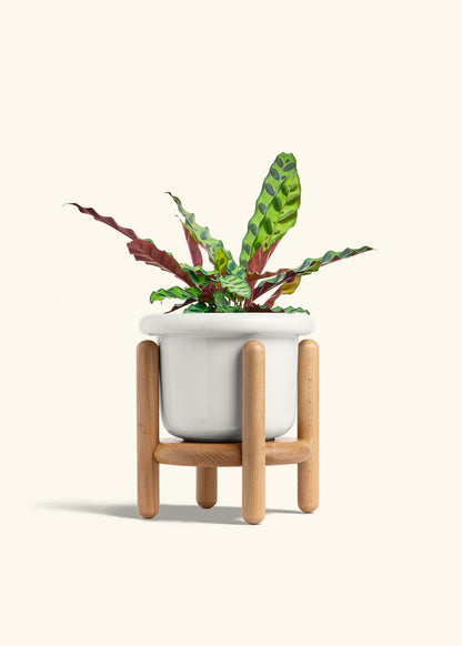 Calathea Rattlesnake in a 6 inches Fat Lip White Planter in a Beech Wood Stand