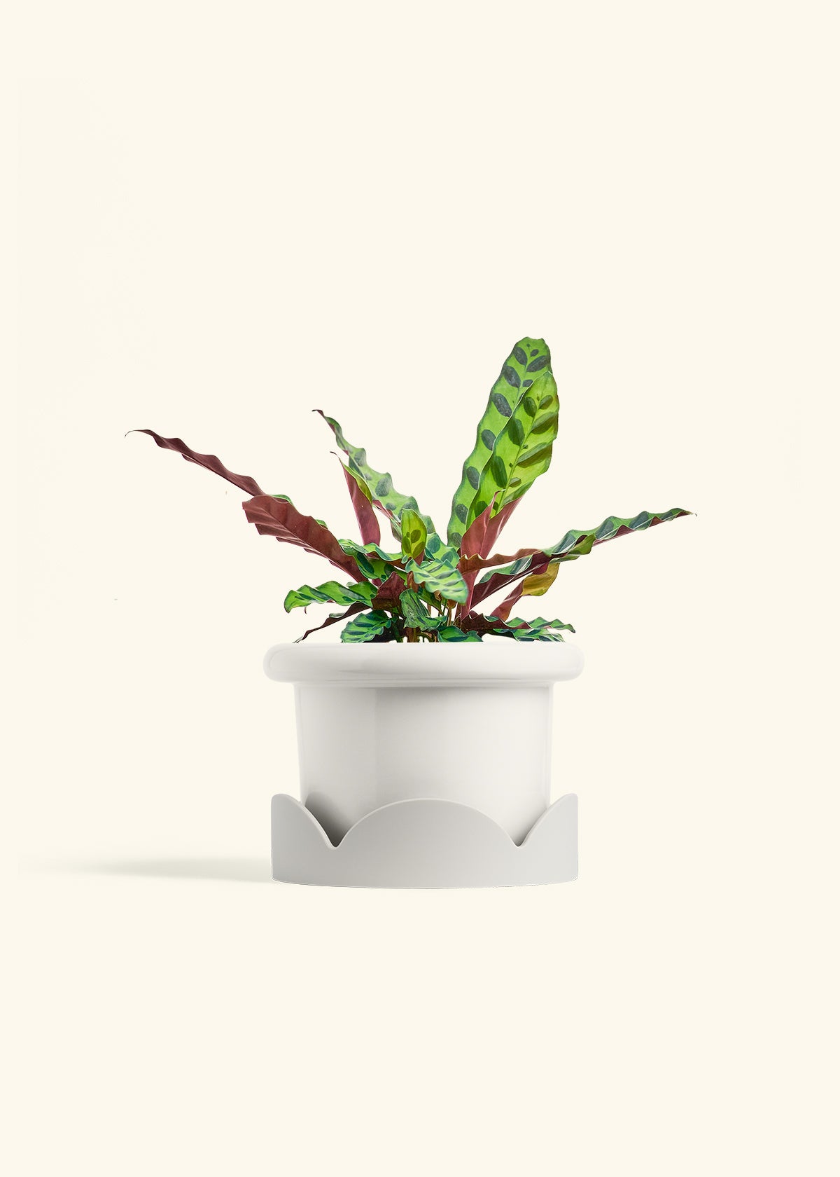 Calathea Rattlesnake in a 6 inches Fat Lip White Planter in a Oat Petal Drip Tray