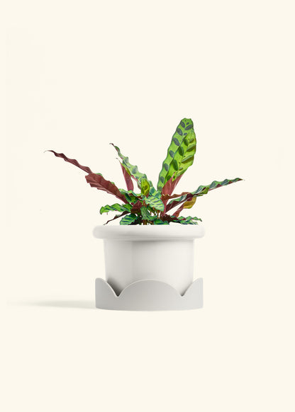 Calathea Rattlesnake in a 6 inches Fat Lip White Planter in a Oat Petal Drip Tray