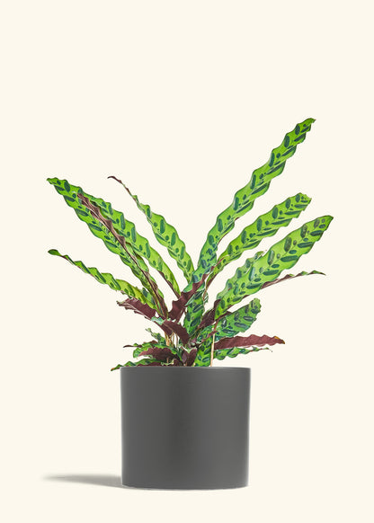 Calathea Rattlesnake in a 8 inches Charcoal Classic Cylinder Planter 