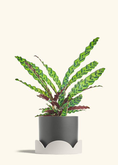 Calathea Rattlesnake in a 8 inches Charcoal Classic Cylinder Planter in a Oat Petal Drip Tray