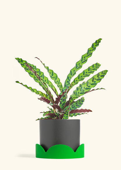 Calathea Rattlesnake in a 8 inches Charcoal Classic Cylinder Planter in a Shamrock Petal Drip Tray