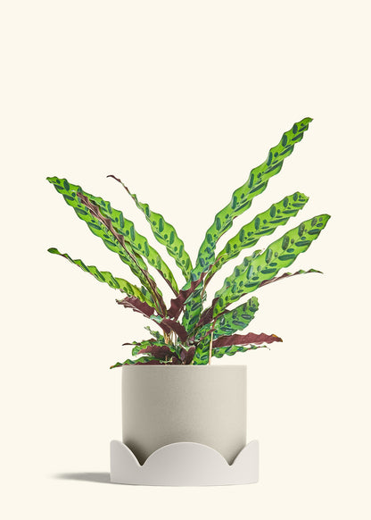 Calathea Rattlesnake in a 8 inches Oat Classic Cylinder Planter in a Oat Petal Drip Tray