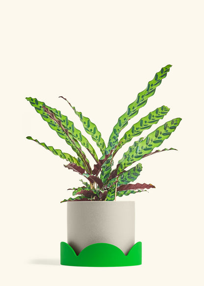 Calathea Rattlesnake in a 8 inches Oat Classic Cylinder Planter in a Shamrock Petal Drip Tray