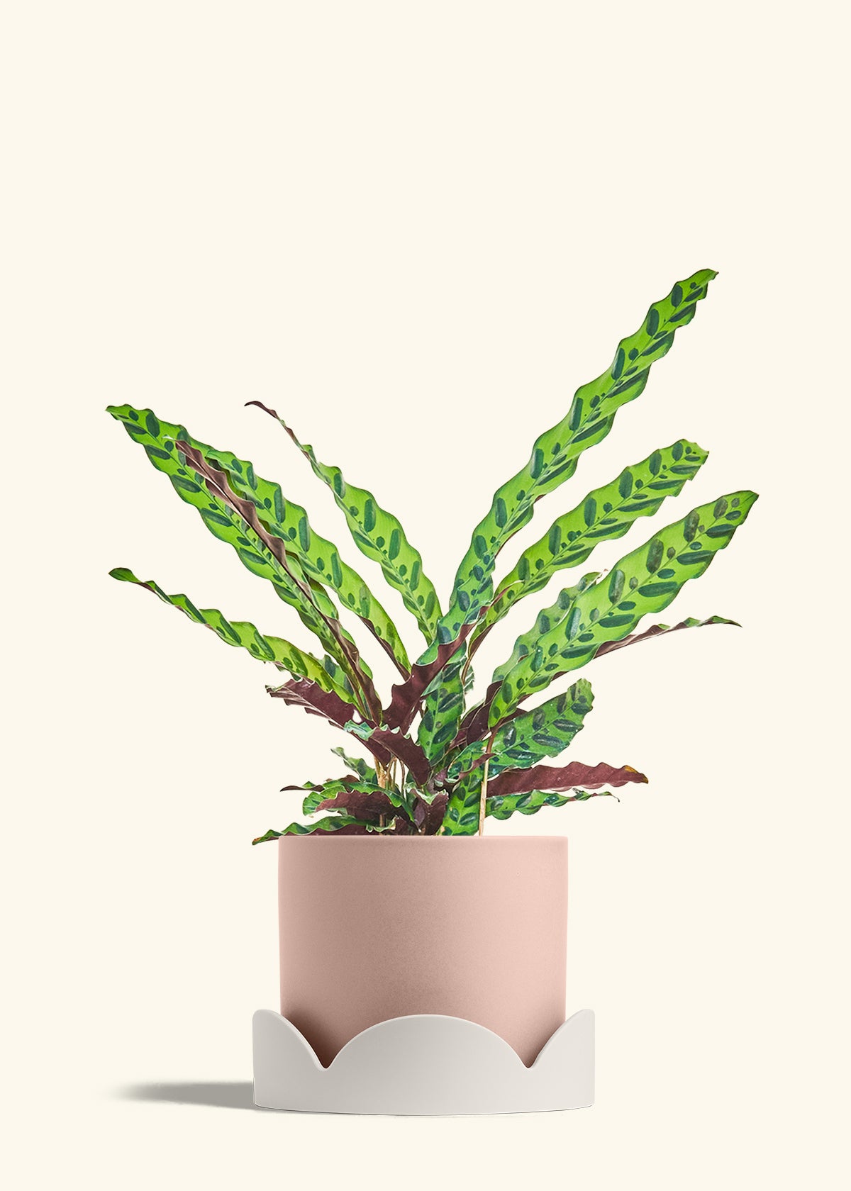 Calathea Rattlesnake in a 8 inches Pink Classic Cylinder Planter in a Oat Petal Drip Tray