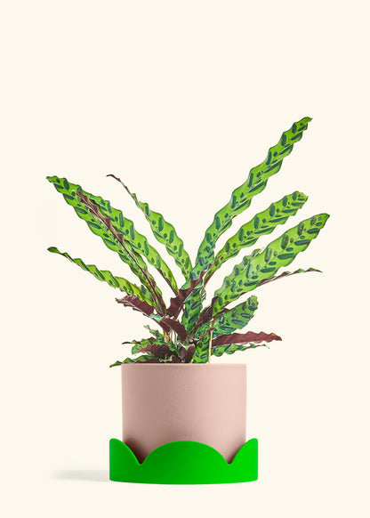 Calathea Rattlesnake in a 8 inches Pink Classic Cylinder Planter in a Shamrock Petal Drip Tray