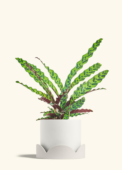 Calathea Rattlesnake in a 8 inches White Classic Cylinder Planter in a Oat Petal Drip Tray