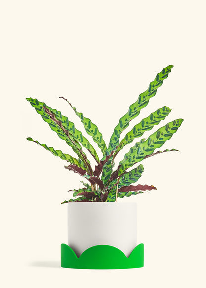 Calathea Rattlesnake in a 8 inches White Classic Cylinder Planter in a Shamrock Petal Drip Tray