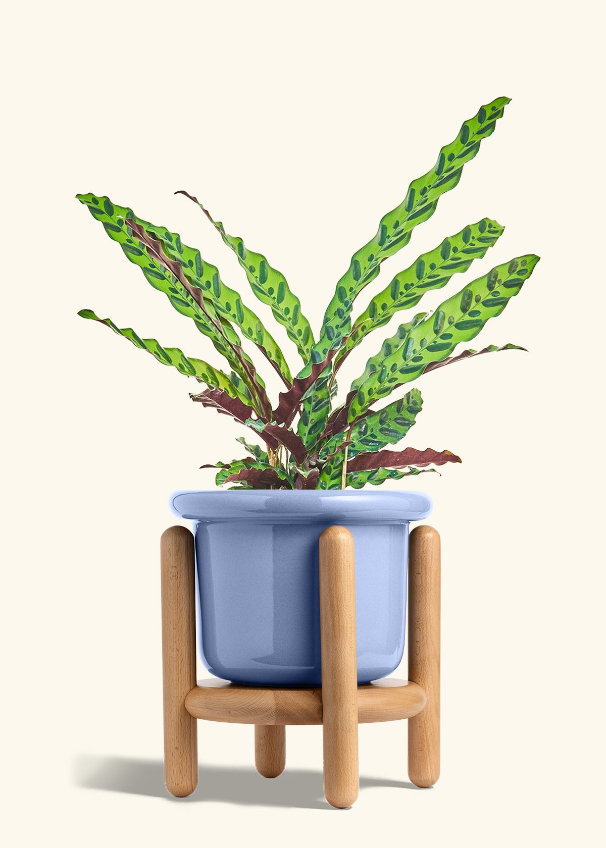 Calathea Rattlesnake in a 8 inches Fat Lip Blue Planter in a Beech Wood Stand