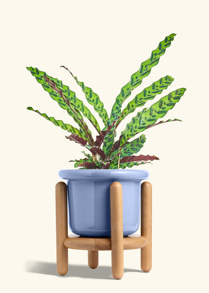 Calathea Rattlesnake in a 8 inches Fat Lip Blue Planter in a Beech Wood Stand