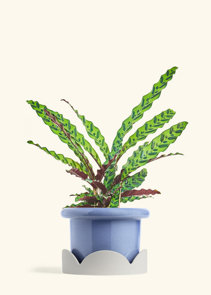 Calathea Rattlesnake in a 8 inches Fat Lip Blue Planter in a Oat Petal Drip Tray