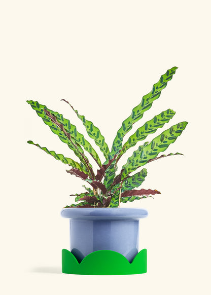 Calathea Rattlesnake in a 8 inches Fat Lip Blue Planter in a Shamrock Petal Drip Tray