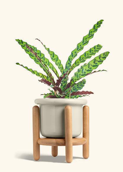 Calathea Rattlesnake in a 8 inches Fat Lip Oat Planter in a Beech Wood Stand