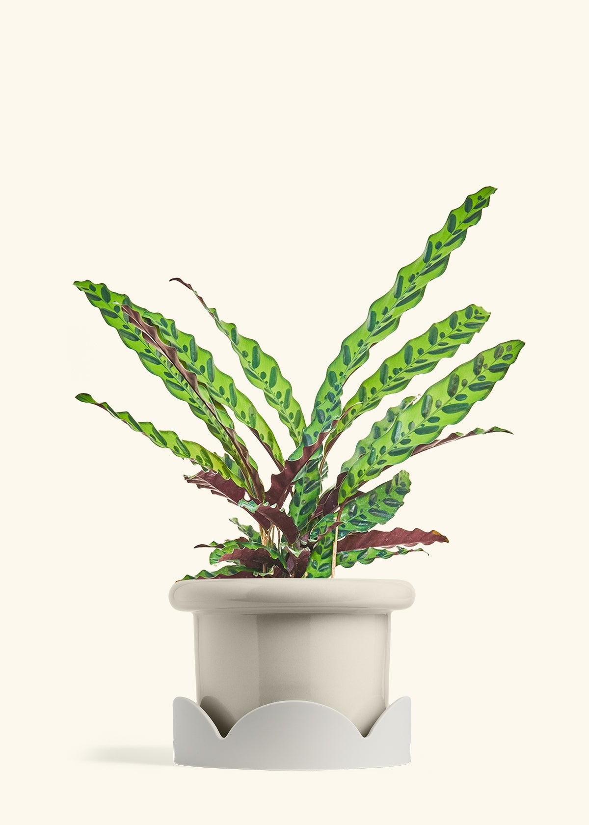 Calathea Rattlesnake in a 8 inches Fat Lip Oat Planter in a Oat Petal Drip Tray