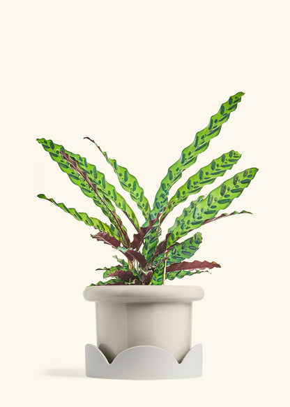 Calathea Rattlesnake in a 8 inches Fat Lip Oat Planter in a Oat Petal Drip Tray