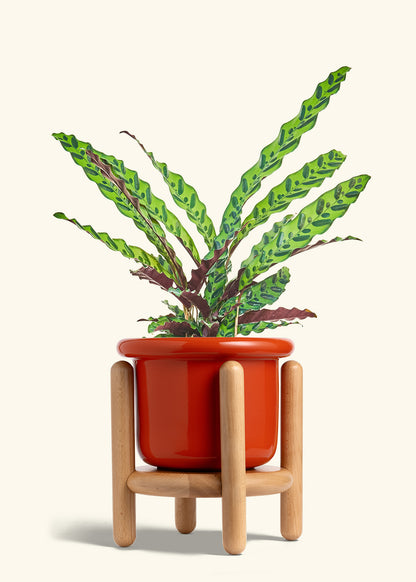 Calathea Rattlesnake in a 8 inches Fat Lip Red Planter in a Beech Wood Stand