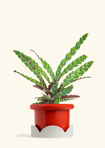 Calathea Rattlesnake in a 8 inches Fat Lip Red Planter in a Oat Petal Drip Tray