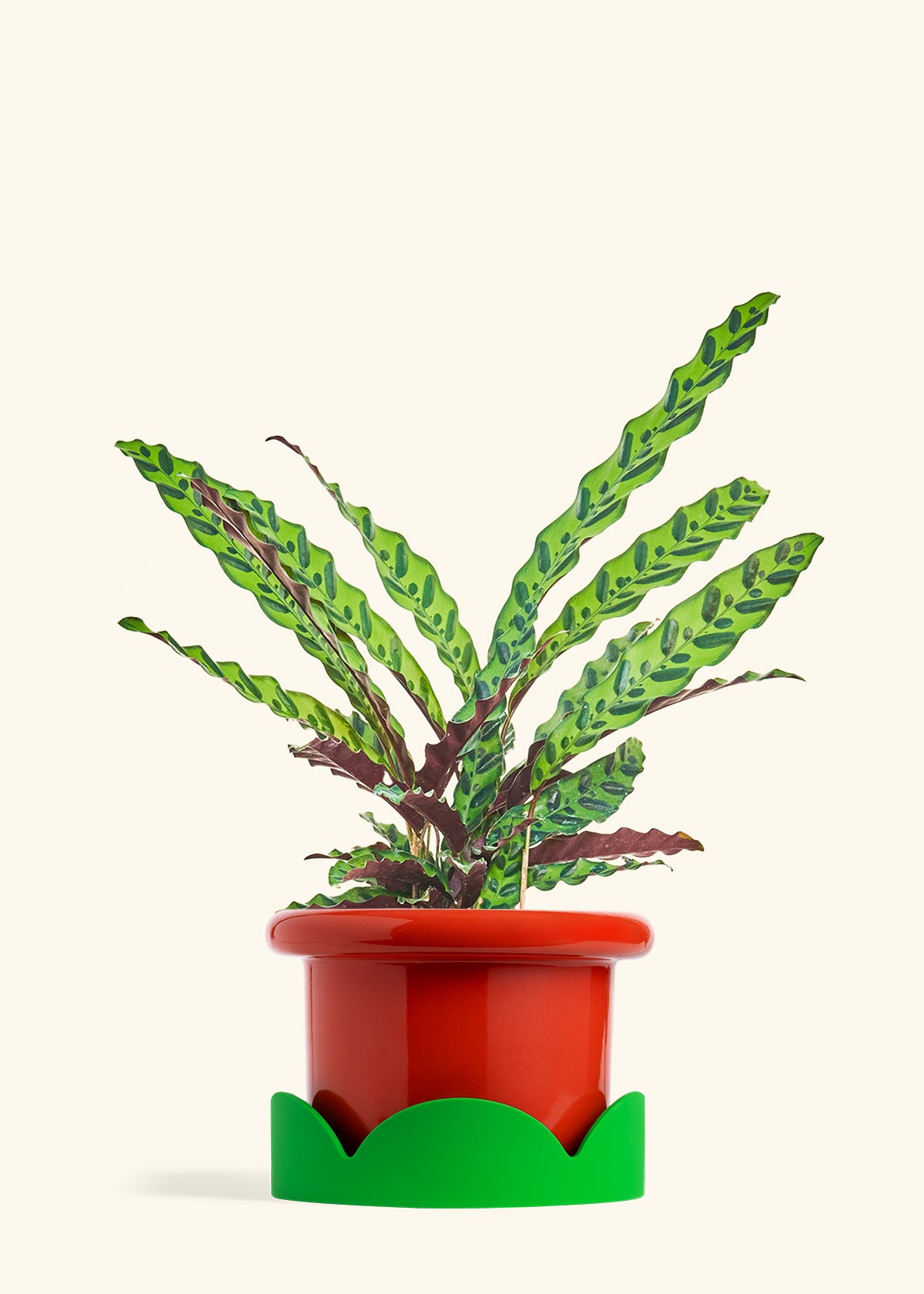 Calathea Rattlesnake in a 8 inches Fat Lip Red Planter in a Shamrock Petal Drip Tray