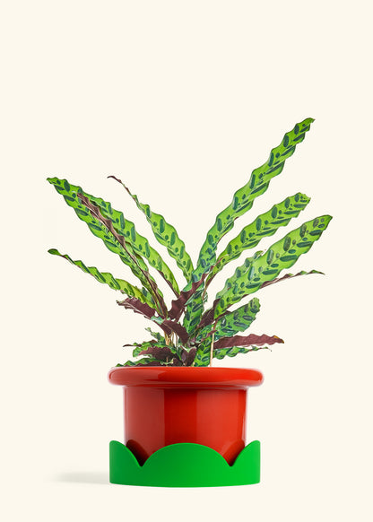Calathea Rattlesnake in a 8 inches Fat Lip Red Planter in a Shamrock Petal Drip Tray