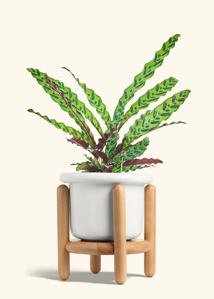 Calathea Rattlesnake in a 8 inches Fat Lip White Planter in a Beech Wood Stand