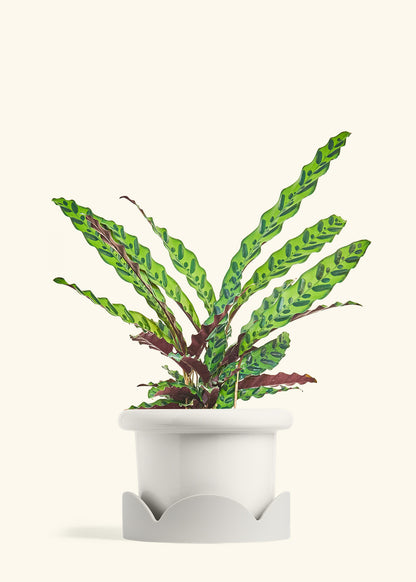 Calathea Rattlesnake in a 8 inches Fat Lip White Planter in a Oat Petal Drip Tray