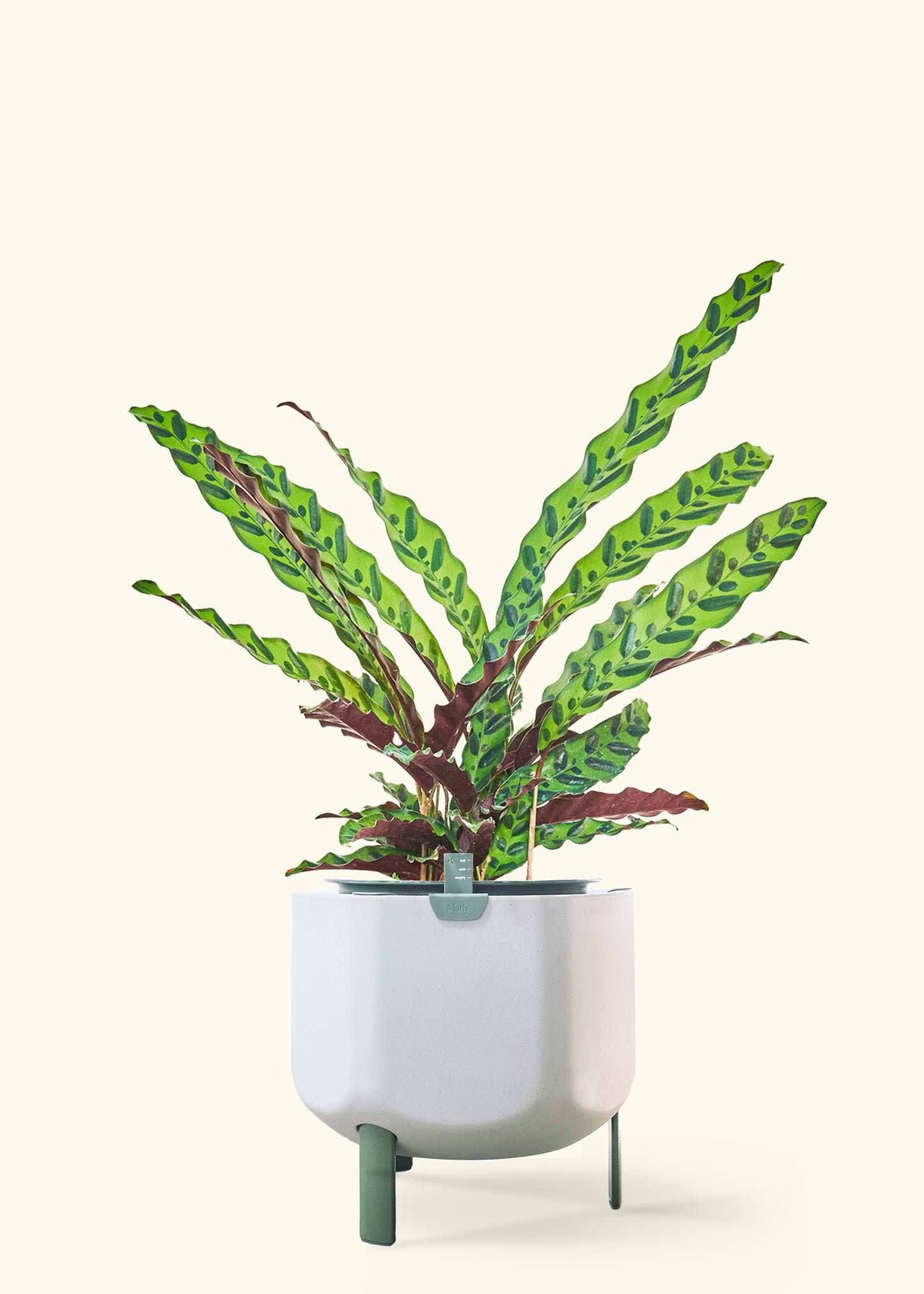 Calathea Rattlesnake in a 8 inches sage self watering pot