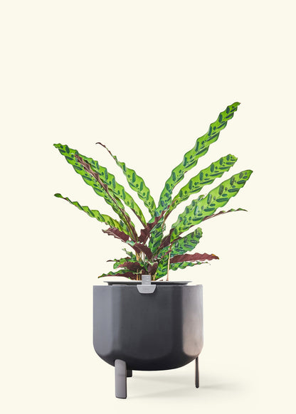 Calathea Rattlesnake in a 8 inches charcoal self watering pot