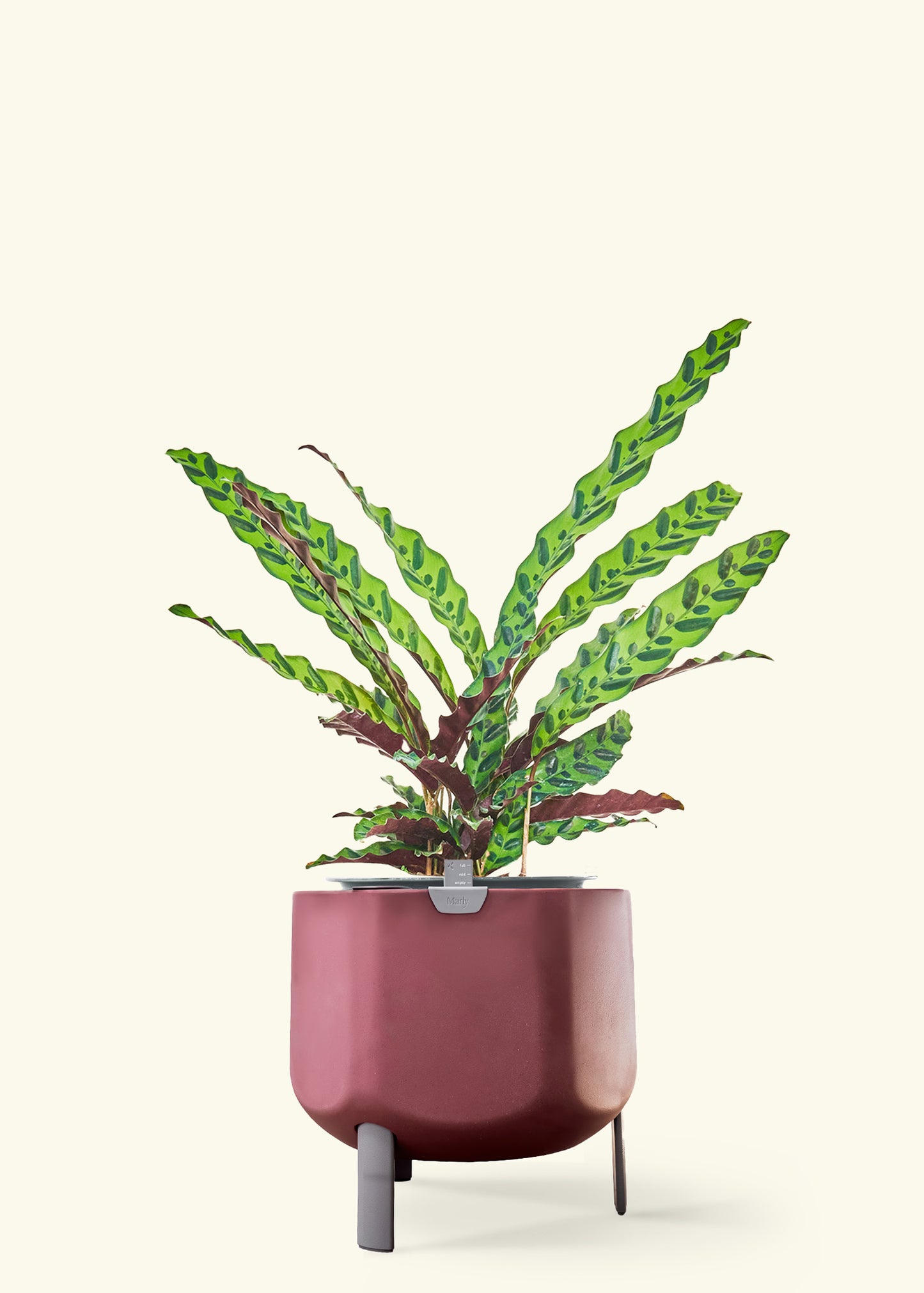 Calathea Rattlesnake in a 8 inches terracotta self watering pot