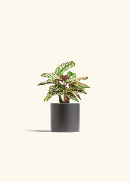 Calathea White Star in a 4 inches Charcoal Classic Cylinder Planter 
